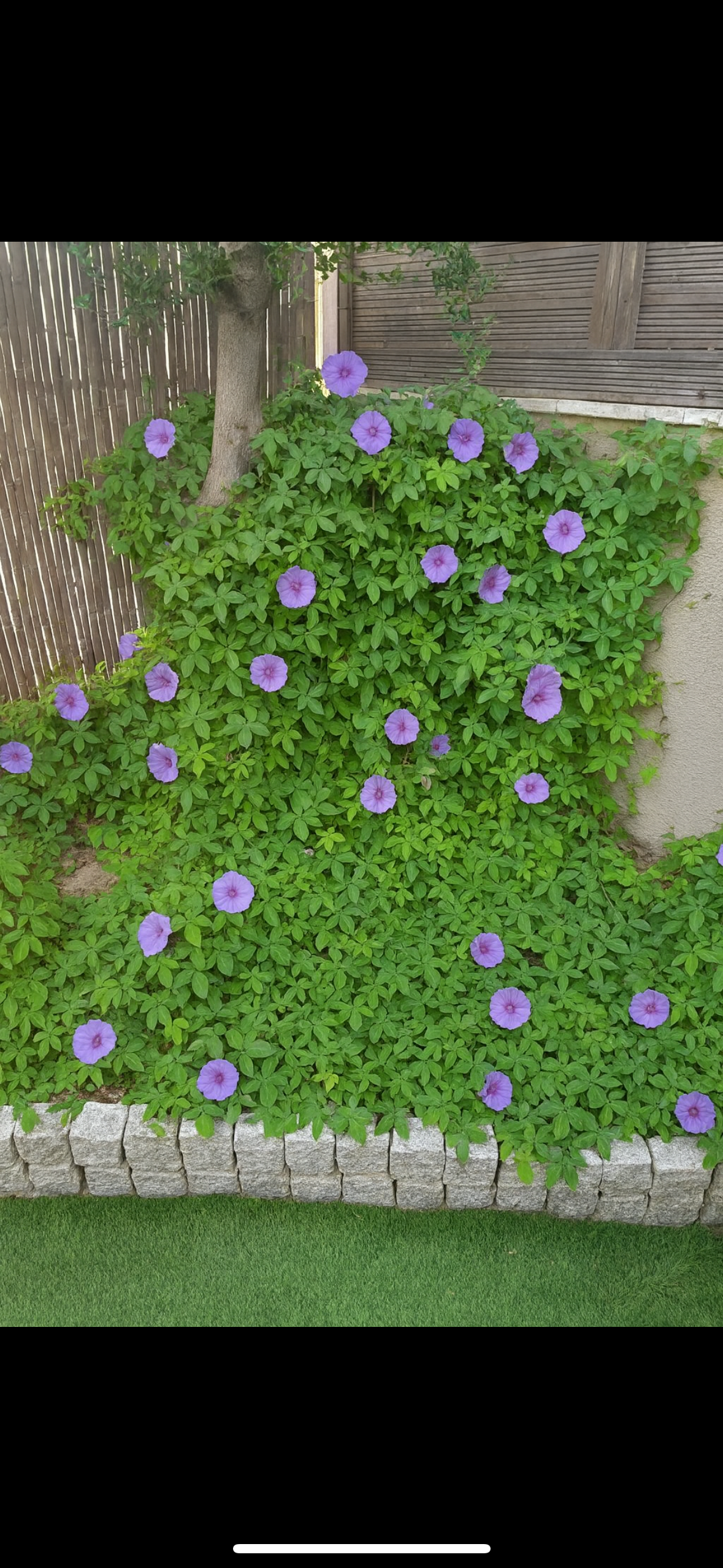 Morning Glory (לפופית כפתנית)