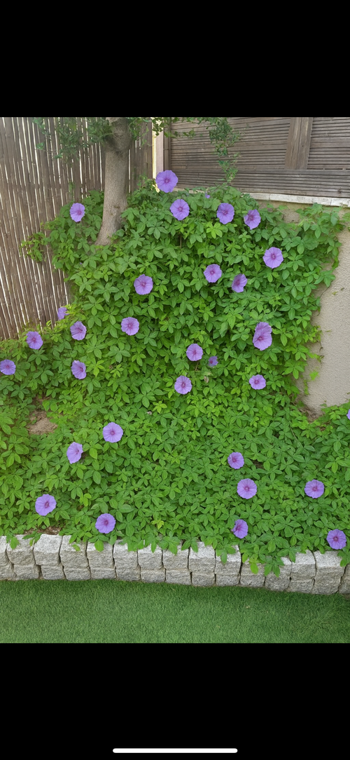 Morning Glory (לפופית כפתנית)